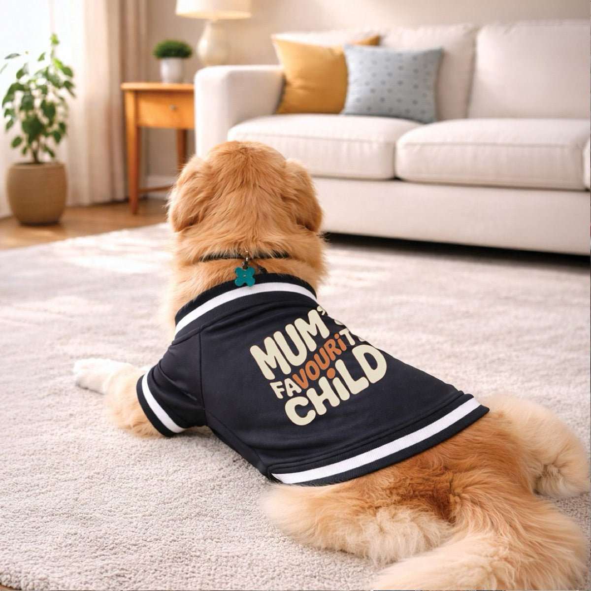 product info dog varsity 2